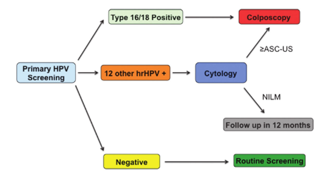  Recommended primary HPV screening algorithm