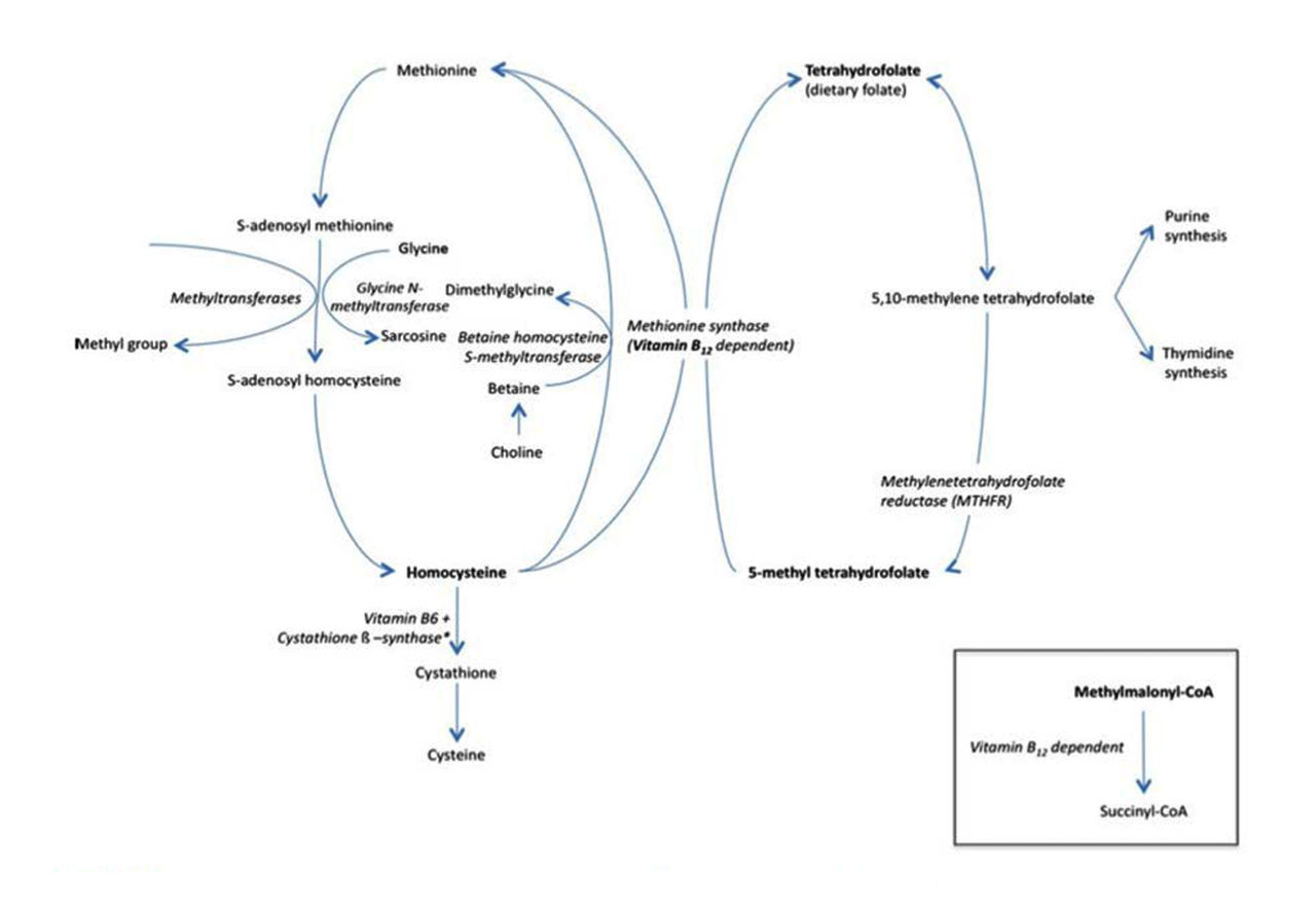 The one-carbon cycle