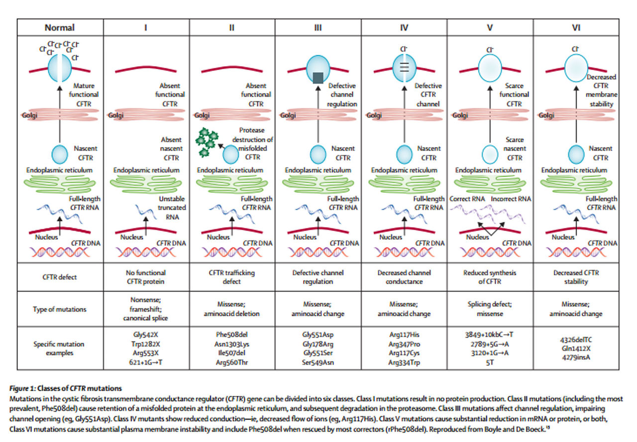 Figure 1: Class of CFTR mutations