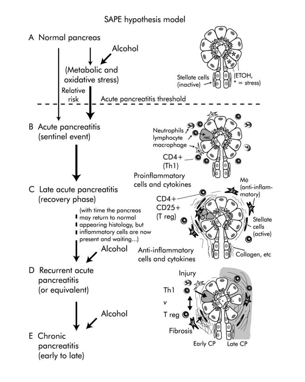 SAPE Hypothesis Model