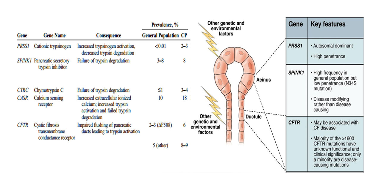 Genes associated with Hereditary Pancreatitis
