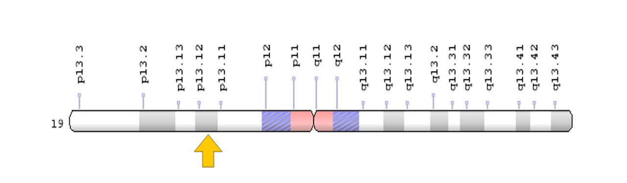 Cytogenetic Location