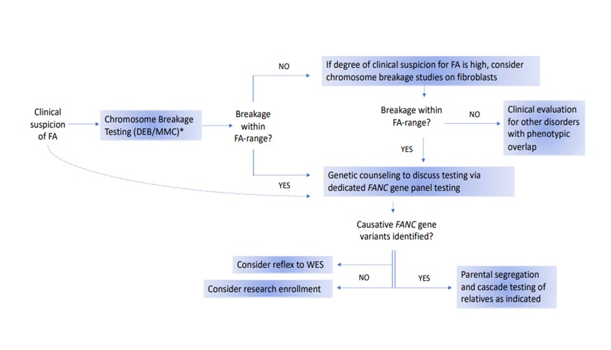 Fanconi Anemia Testing Chromosome Breakage Testing 