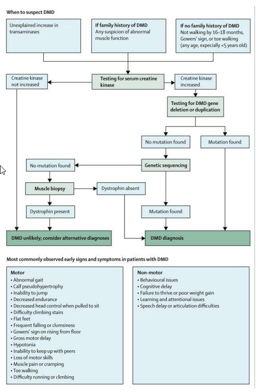 A diagnostic flow chart for DMD
