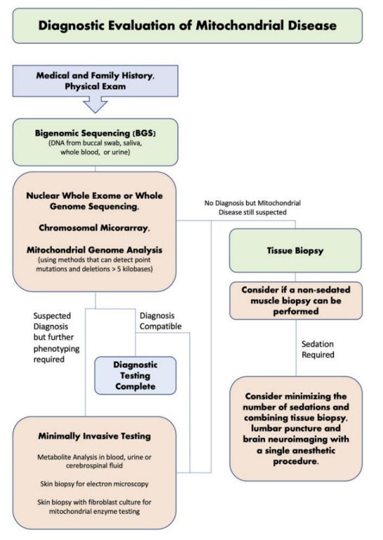 Diagnostic Evaluation of Mitochondrial Disease