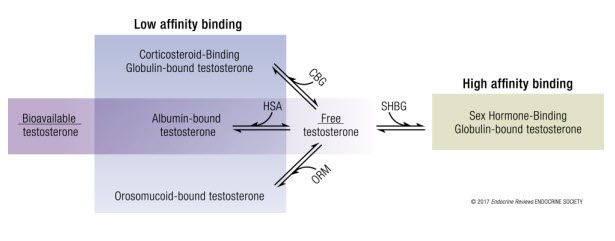 Bioavailability